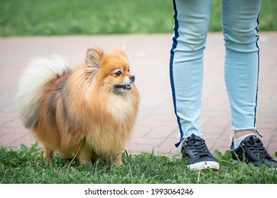 A Very Fluffy Hairy Dog ​​stands At The Feet Of The Mistress.
