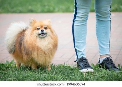 A Very Fluffy Hairy Dog ​​stands At The Feet Of The Mistress.
