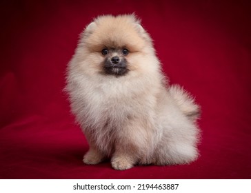 Very Fluffy Puppy Poses For A Photo. The Breed Of The Dog Is The Pomeranian