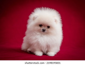 Very Fluffy Puppy Poses For A Photo. The Breed Of The Dog Is The Pomeranian