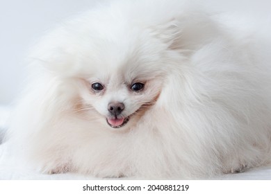 Very Fluffy White Little Dog Pomeranian Smiling Muzzle Close Up