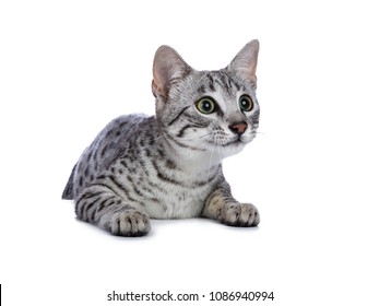 Very Focussed Cute Silver Spotted Egyptian Mau Cat Kitten Sitting / Hanging Over Edge Isolated On White Background Ready To Jump And Catch Something