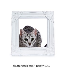 Very Focussed Cute Silver Spotted Egyptian Mau Cat Kitten Sitting In / Behing White Picture Frame Isolated On White Background Ready To Jump And Catch Something