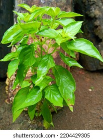 Very Fresh Basil Plant Behind The House