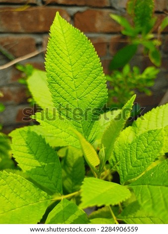 very fresh lemon green leaves, nice pattern with leaves vain.tecoma plant leaves.