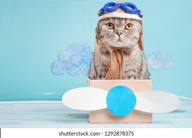 Very funny cat pilot of an airplane with glasses and a pilot's hat sitting on a plane, against the background of clouds. Concept of funny and funny animals