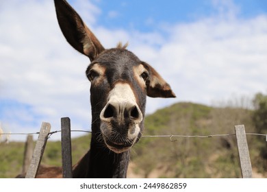 Very funny donkey portrait. Farm animal. Closeup of brown mule with light blue sky background and copy space. - Powered by Shutterstock