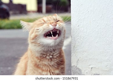 笑う 猫 の写真素材 画像 写真 Shutterstock