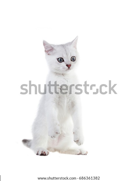 Very Funny White Kitten British Shorthair Stock Photo Edit Now