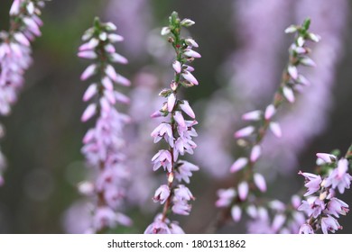 Very good smelly pink heather blooming in summer at the park in Langdorp: Kempische heide. Image by Raphaëlla Goyvaerts