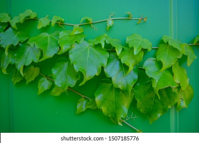 A Very Green Close Up Of Domestic Ivy. Thriving Hedera Helix Plant On A Mint Green Wall. Abundant And Rich Evergreen, Rampant Plant Growing And Clinging All Over The Front Door. 