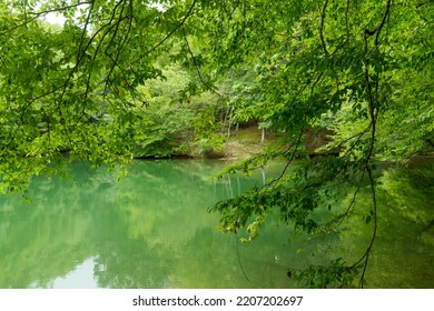 Very Green Cove On Smith Mountain Lake, Virginia.