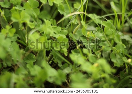 Very green wild leaf plant