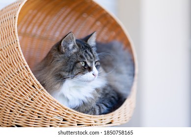 Very Hairy Cat In The Upper Kennel Of His Tower