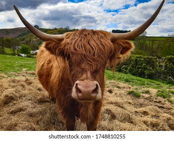 Ox Oxen Cachena Race Cattle Farm Stock Photo (Edit Now) 778597048