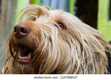 Very Hairy Dog Panting. Pets In The Hot Summer Months.