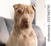 A very handsome Sharpei with a very grumpy face