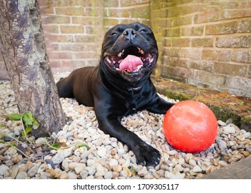 Very Happy Staffordshire Bull Terrier With A Huge Grin On His Face. He Is Lying Down On Stone With A Big Red Plastic Ball In Front Of Him. 