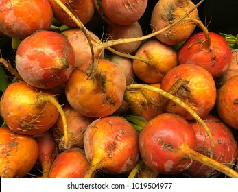 Very Healthy Organic Gold Beets Fresh From Harvest