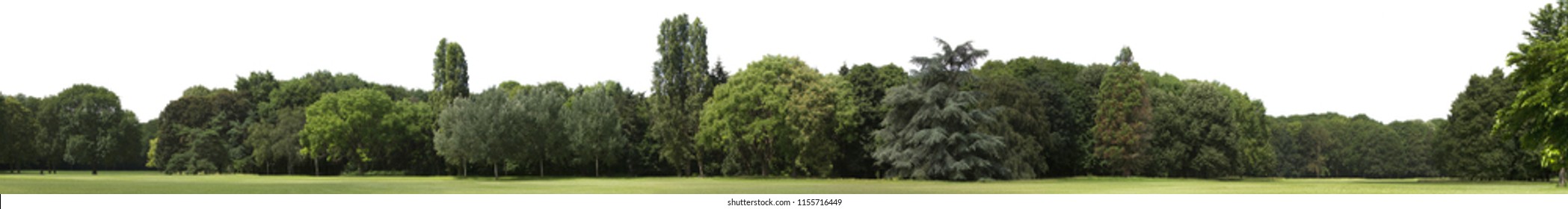Very high definition Treeline isolated on a white background