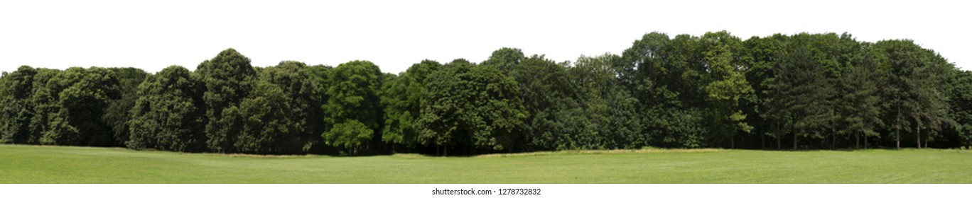 Very high definition Treeline isolated on a white background