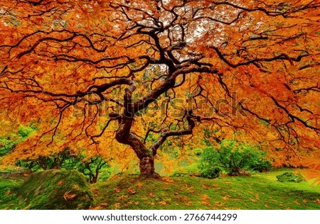 A very high resolution, large-format VAST photo print of a beautiful tree with autumn foliage; nature photograph created by Chris Collacott in Portland, Oregon, USA.
