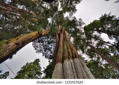 very high tree