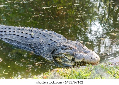 Very Huge Ferocious Killing Alligator Crocodile Stock Photo 1431767162 ...