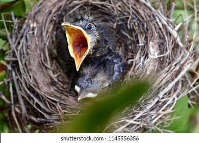 Very Hungry Bird Starling Nest His Stock Photo 1145556356 | Shutterstock