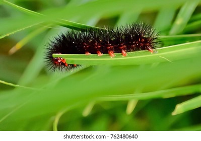 Very Hungry Caterpillar