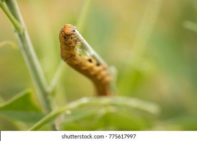 Very Hungry Caterpillar 