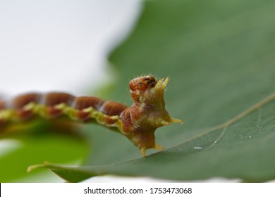 Very Hungry Caterpillar On A Leaf