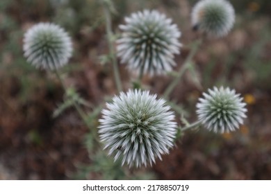 A very interesting plant with thorns, thistle