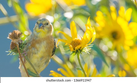 204 Baby Goldfinch Images, Stock Photos & Vectors | Shutterstock