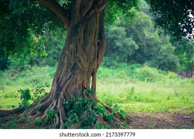 A Very Large Banyan Tree, Natural Background