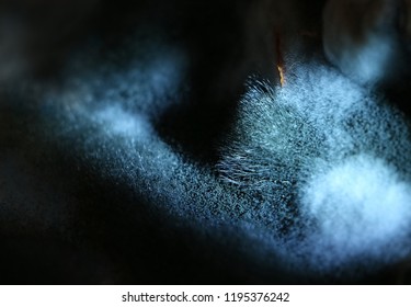 A Very Large Blue Mold Grown On A Pumpkin. Different Stages Of Food Gray Mold, Macro Photo. Study Of Microscopic Mold Fungi. Zygomycota.