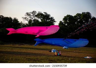 A very large blue and pink whale kite floats in the wind.