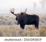 A very large bull moose grazes in the sage flats of Western United States.