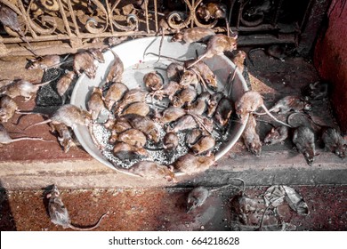 Very Large Crowd Of Mice Eating Food Which Depicts People Running For Limited Resources On Earth