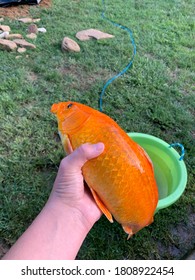 A Very Large Dead Goldfish.