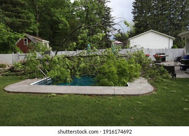 A Very Large Oak Tree That Fell Into Inground Swimming Pool