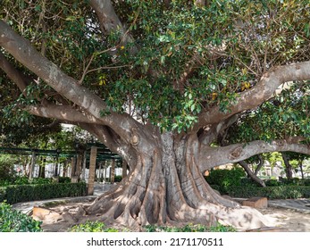 Very Large Old Rubber Tree Cadiz Stock Photo 2171170511 | Shutterstock