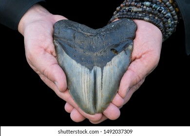 Very Large Prehistoric Double Tipped Megalodon Shark Tooth - Pathological Gemination