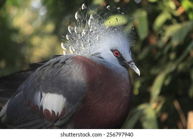 Very Large And Rare Bird - Victoria Crowned Pigeon 