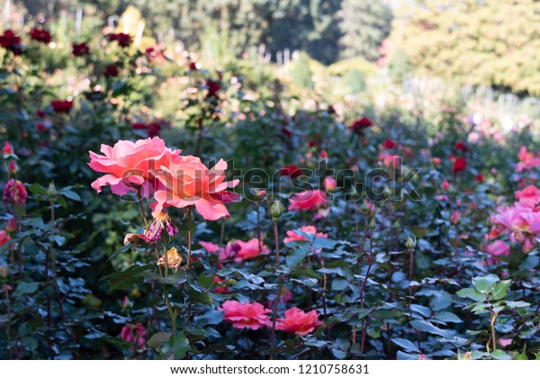 Very Large Rose Garden Portland Oregon Royalty Free Stock Image