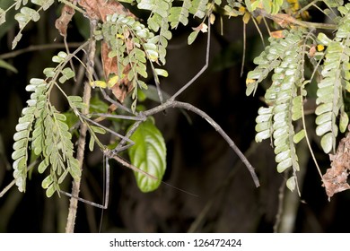 A Very Large Stick Insect Eating A Leaf In The Rainforest Understory, Ecuador