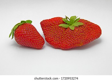 A very large strawberry photographed next to a regular sized strawberry. Large strawberry appears to be multiple strawberries which grew fused together.