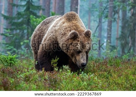 Braunbär im Wald Safari