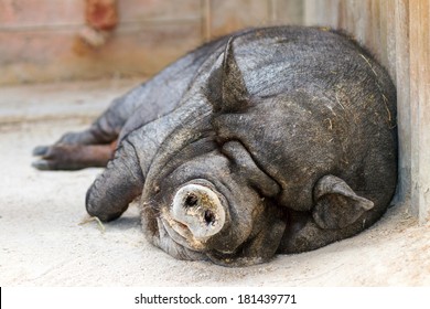 Very lazy, cute and beautiful pot-bellied pig taking a nap