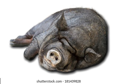 Very lazy, cute and beautiful pot-bellied pig taking a nap, isolated on a white background